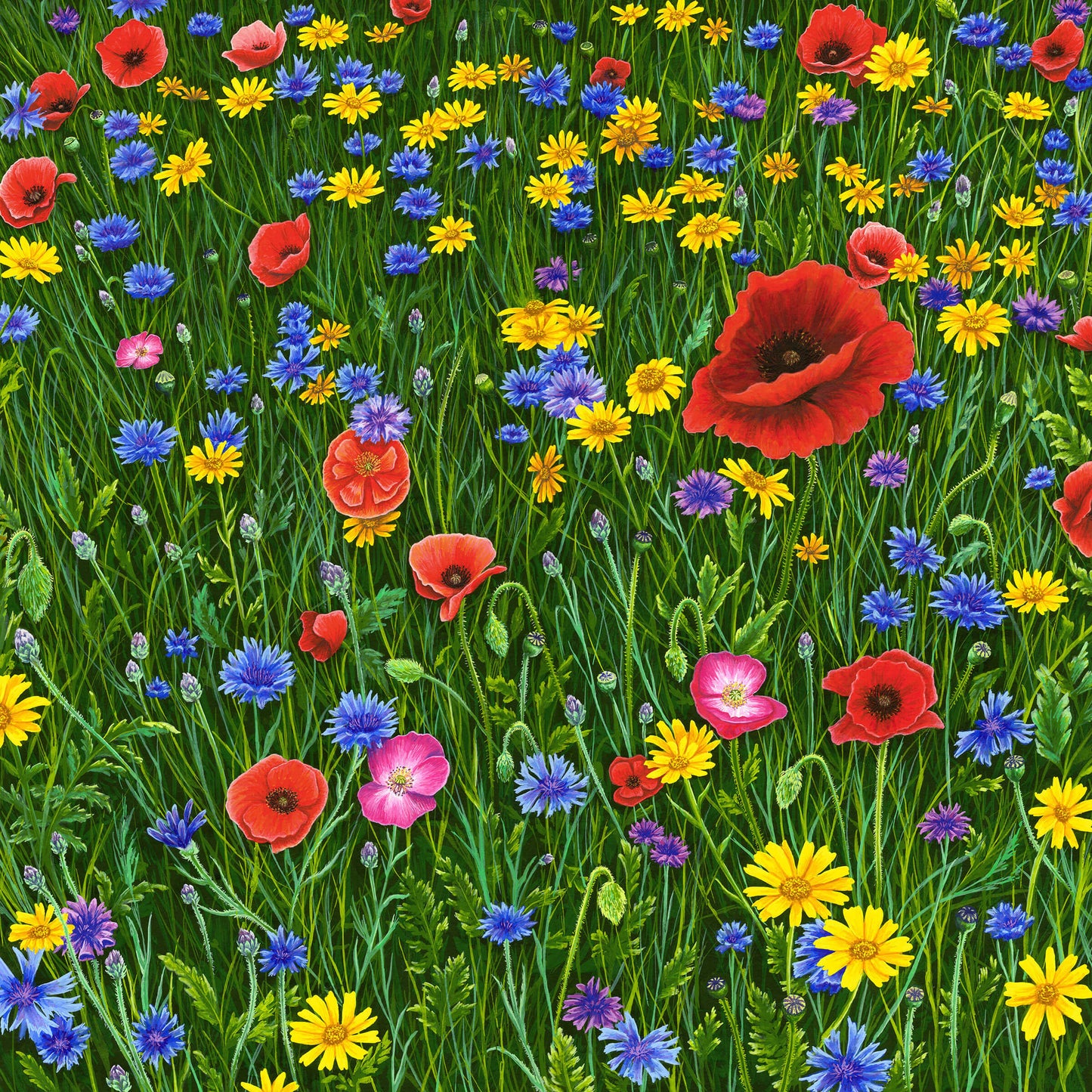 Among Wildflowers