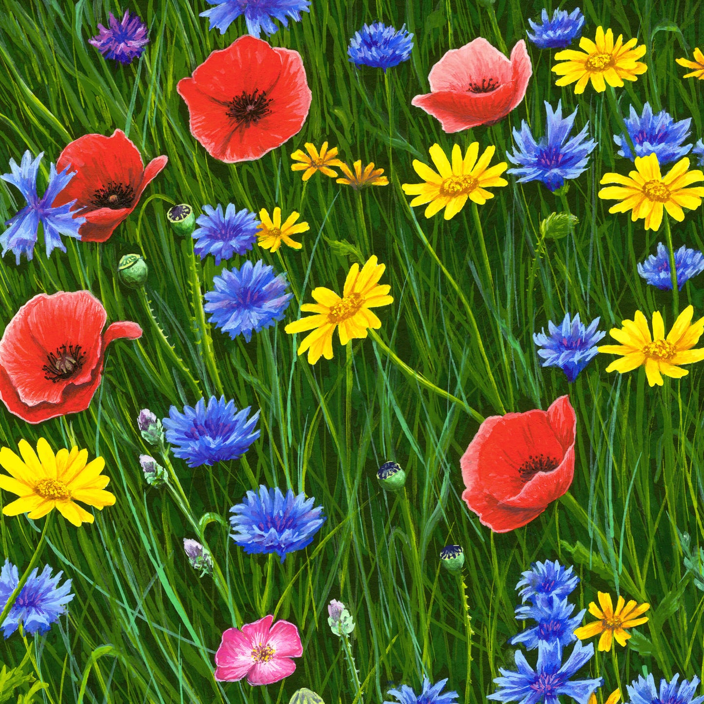 Among Wildflowers