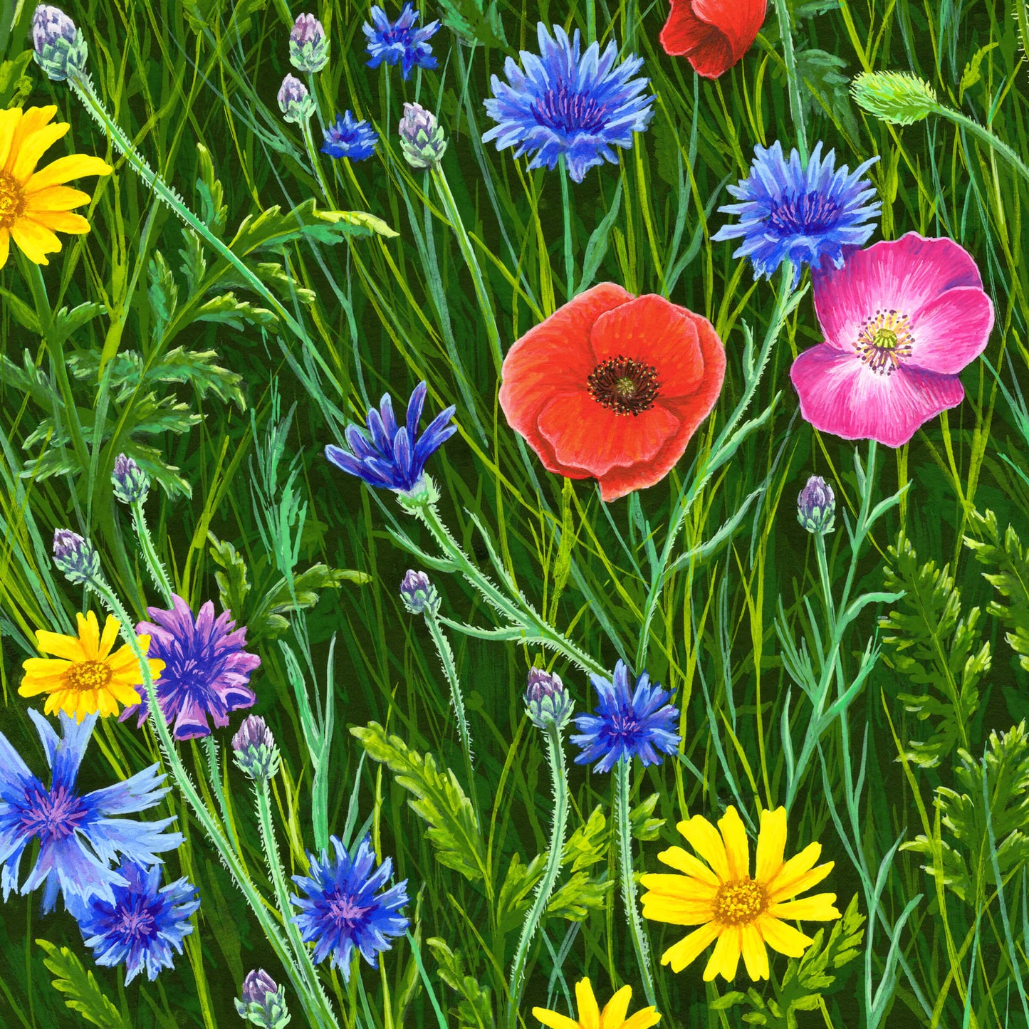 Among Wildflowers