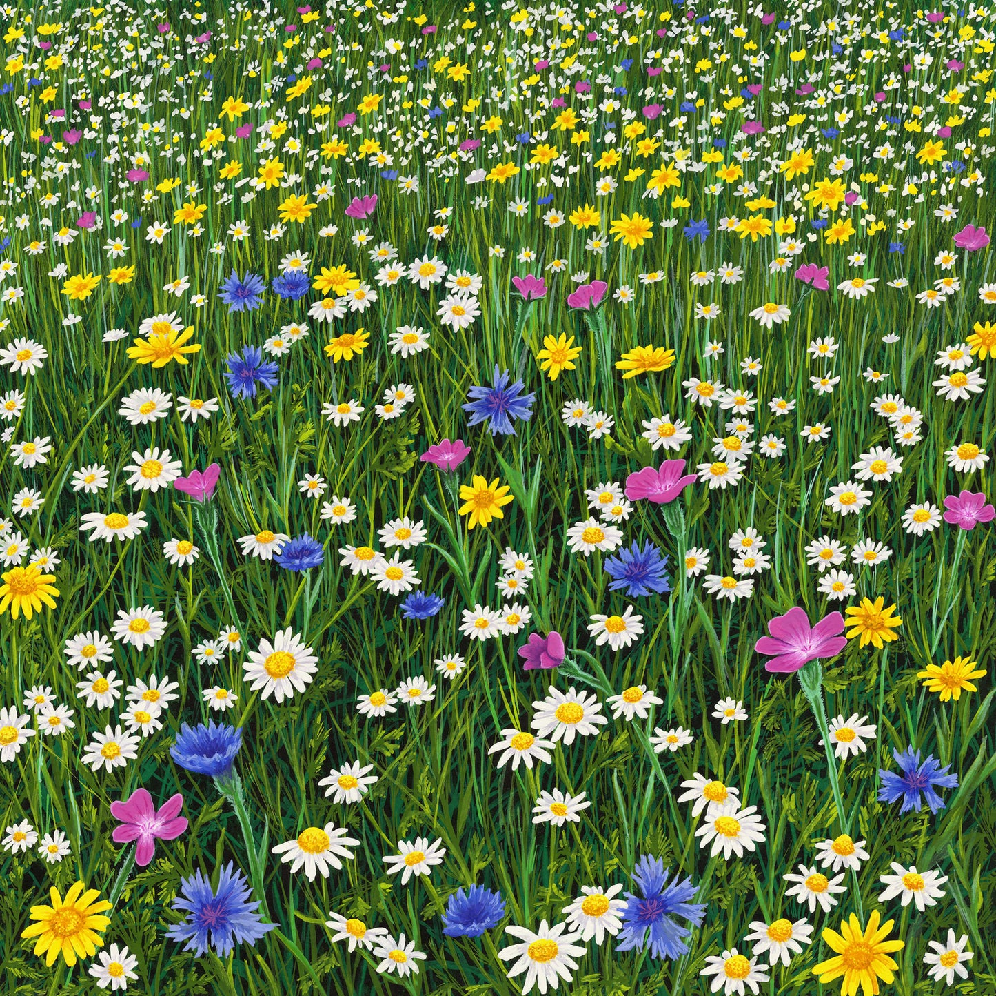 Sunshine And Daisies