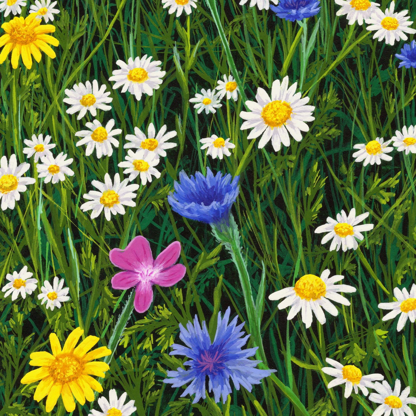 Sunshine And Daisies