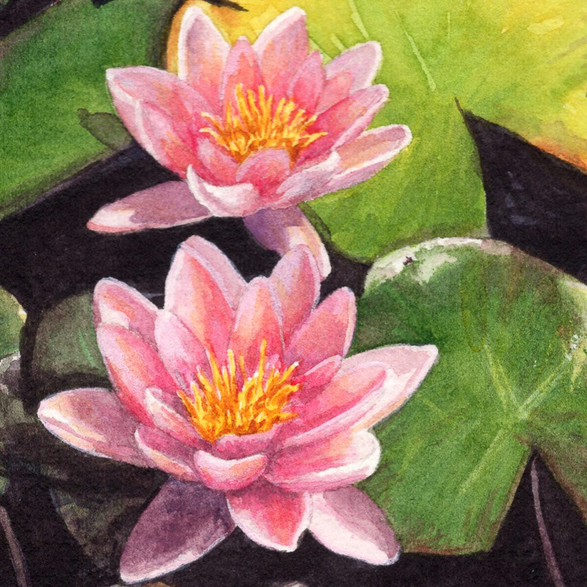 Waterlilies in Watercolour