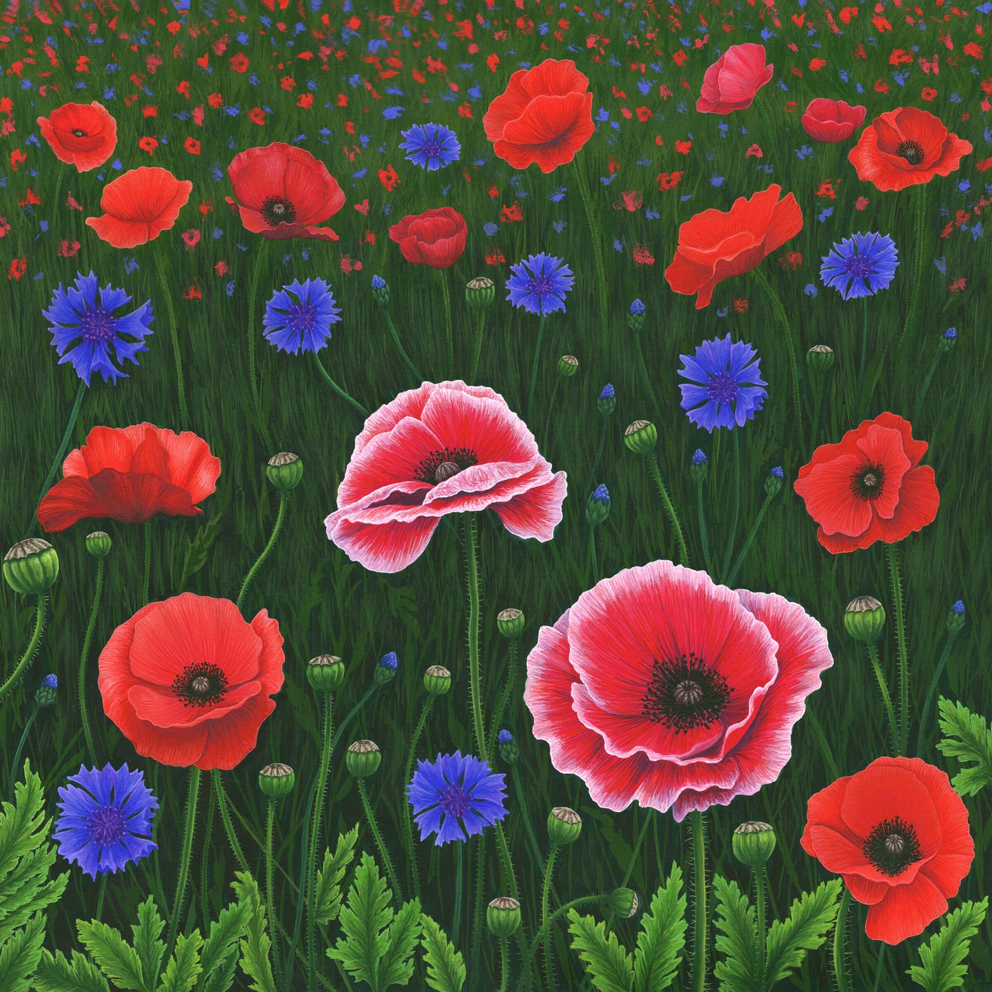 Flowers Of The Field