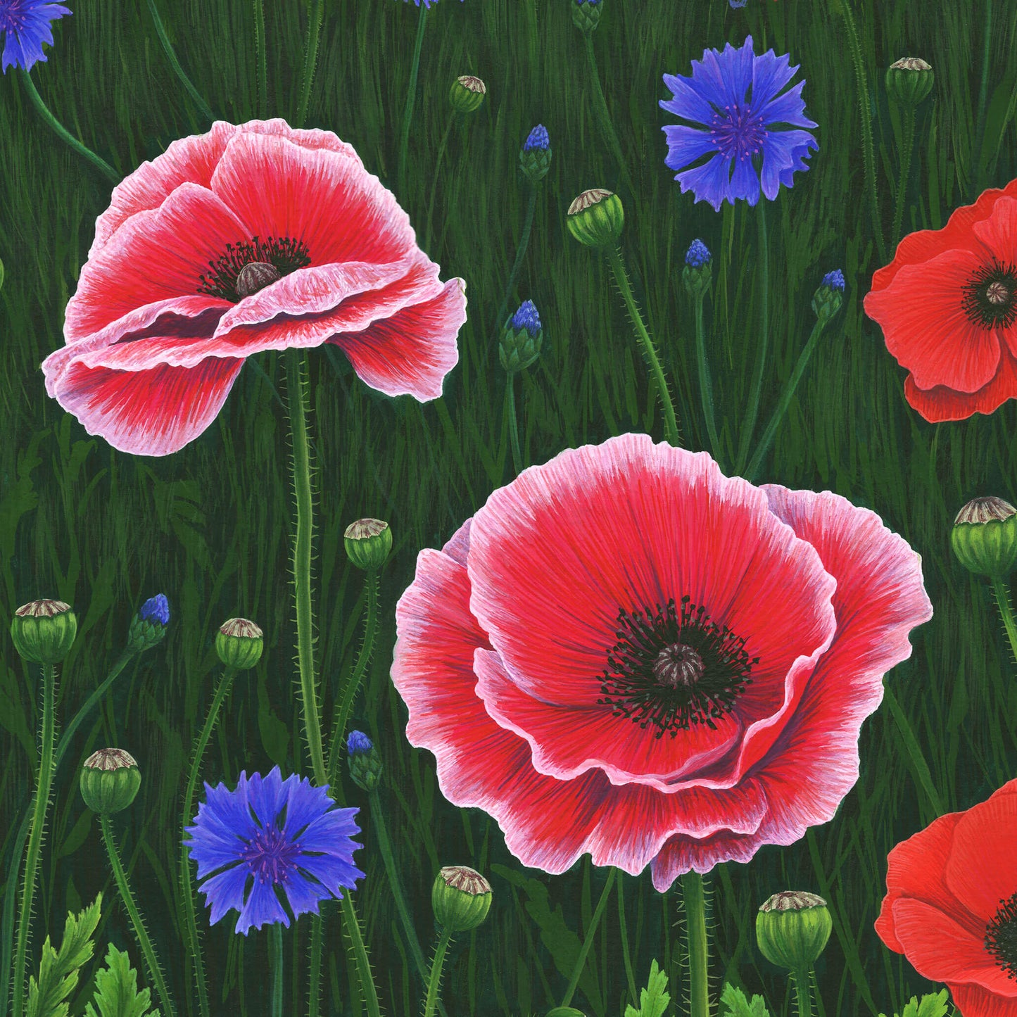 Flowers Of The Field