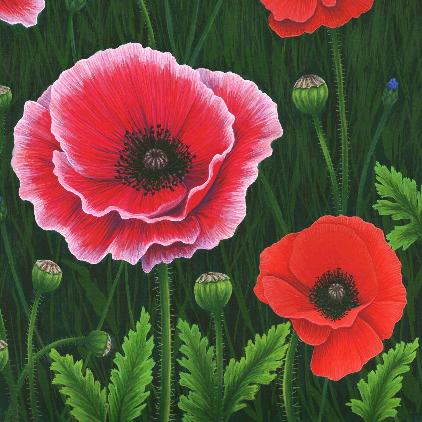 Flowers Of The Field